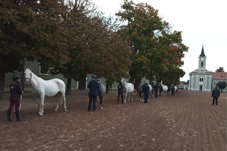 Podzimní třídění koní